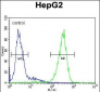 FUCA1 Antibody (Center)
